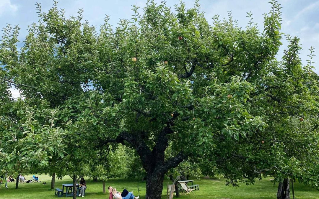 Vård av fruktträd – sommarkurs  |  8-12 juli