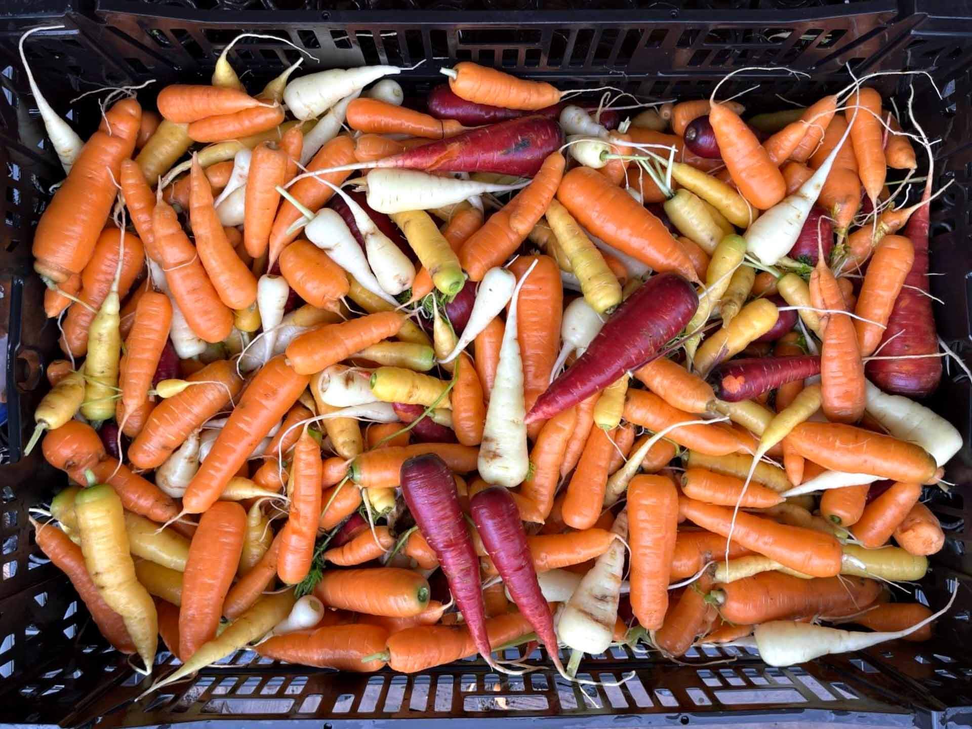 Fermentering | Matlagningskurs Rosendals Trädgård