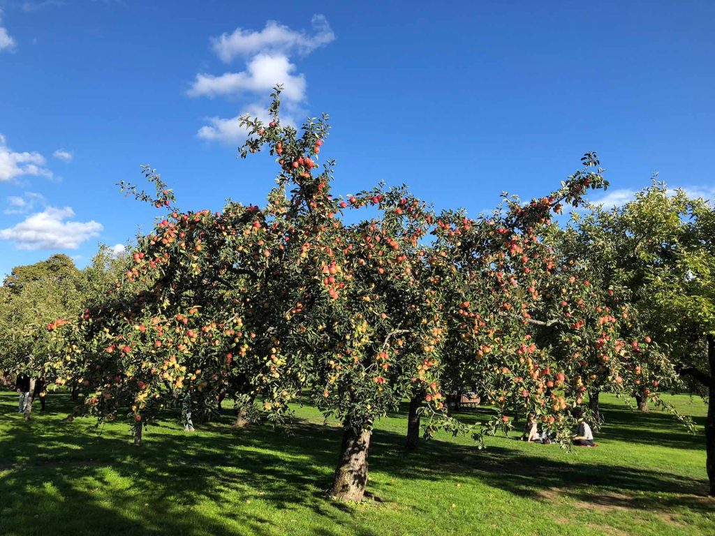 Ympa ditt fruktträd | Rosendals Trädgård