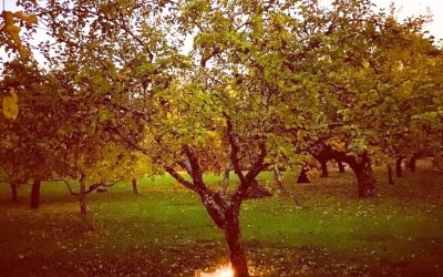 Allhelgonaljus 1 – 2 november