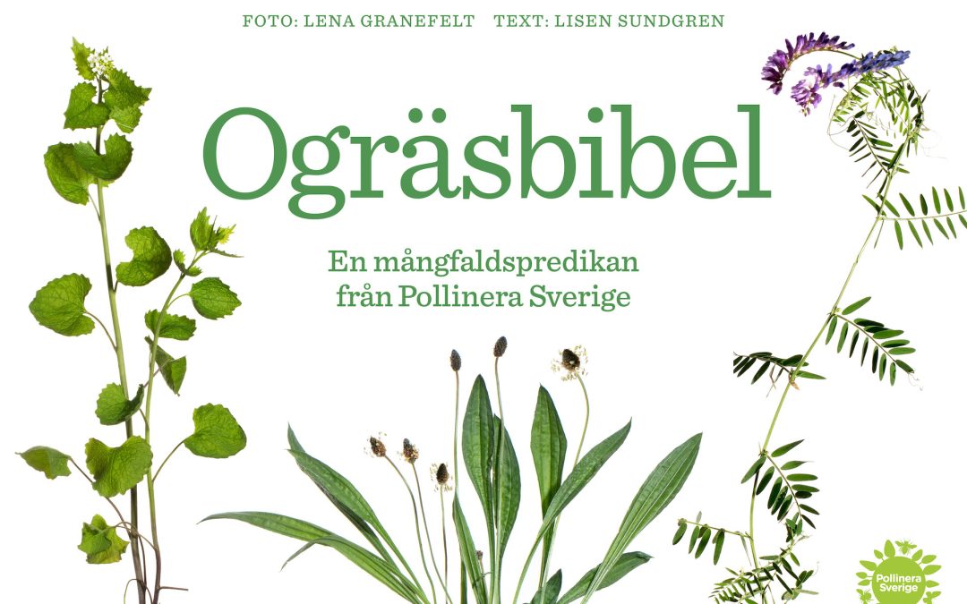 OGRÄSBIBEL  |  22 MAJ-2 JUNI