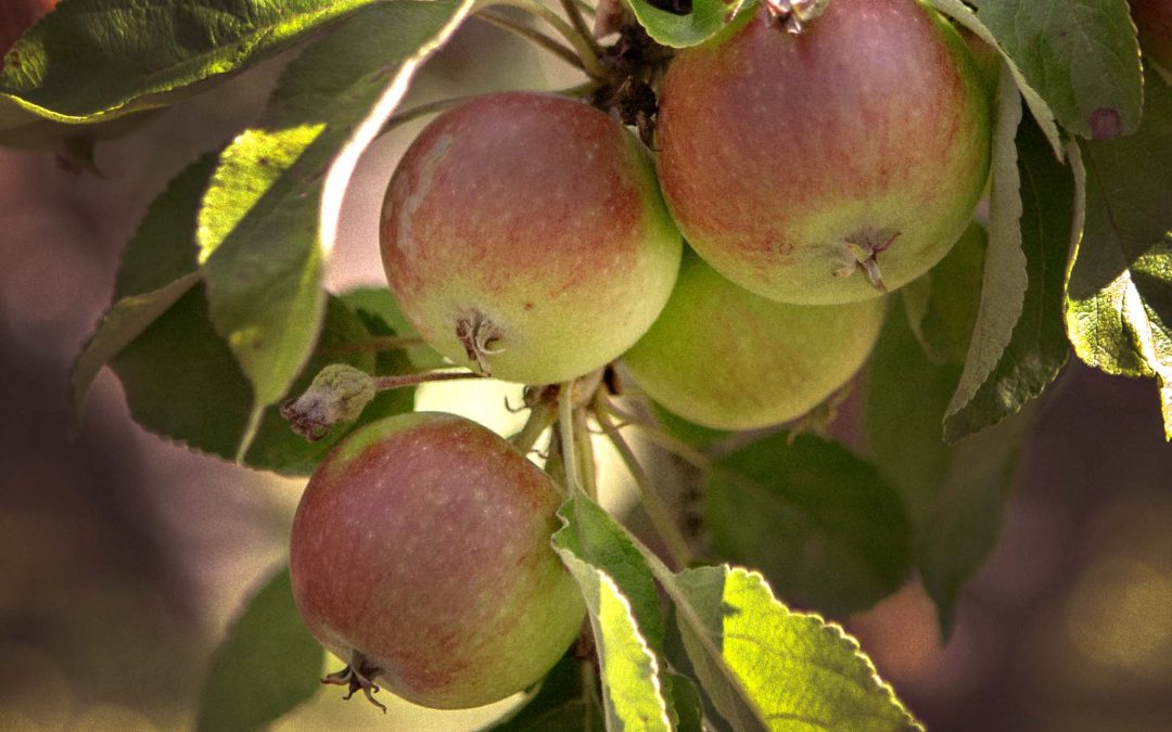 ÄPPELHELG  |  28-29 SEP