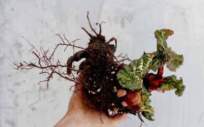 VILD VÅR – HERBARIUM + HOUDINI  |  14 MAJ