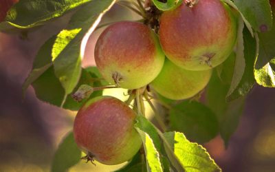 Äppelhelg 27-28 september