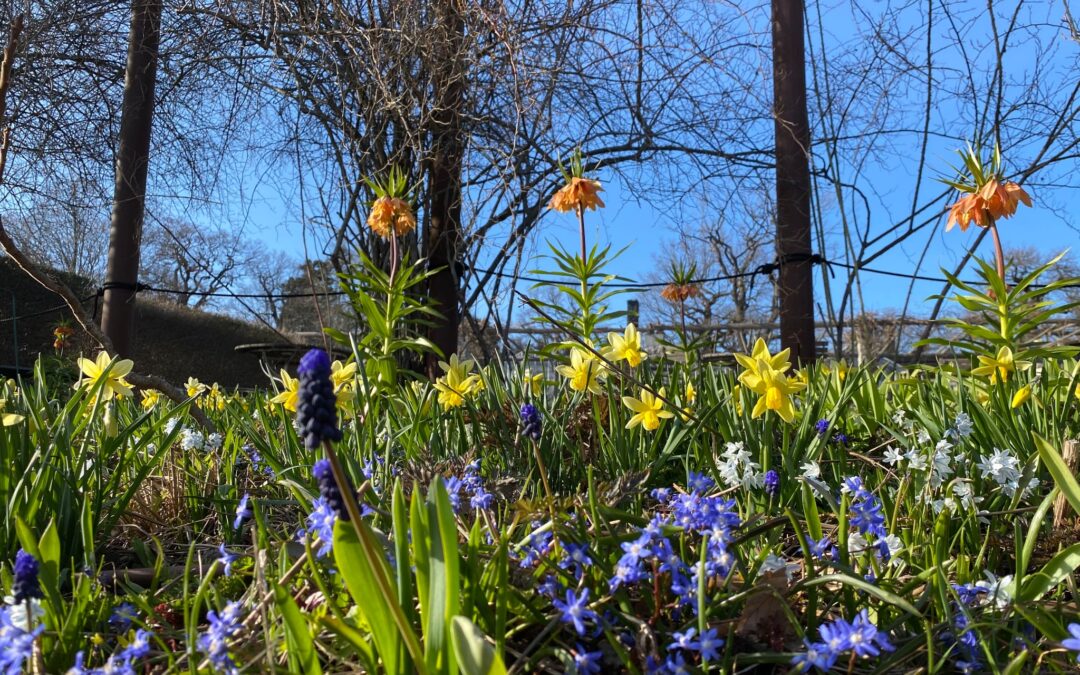 Vårlöksvandring för Rosendals Vänner