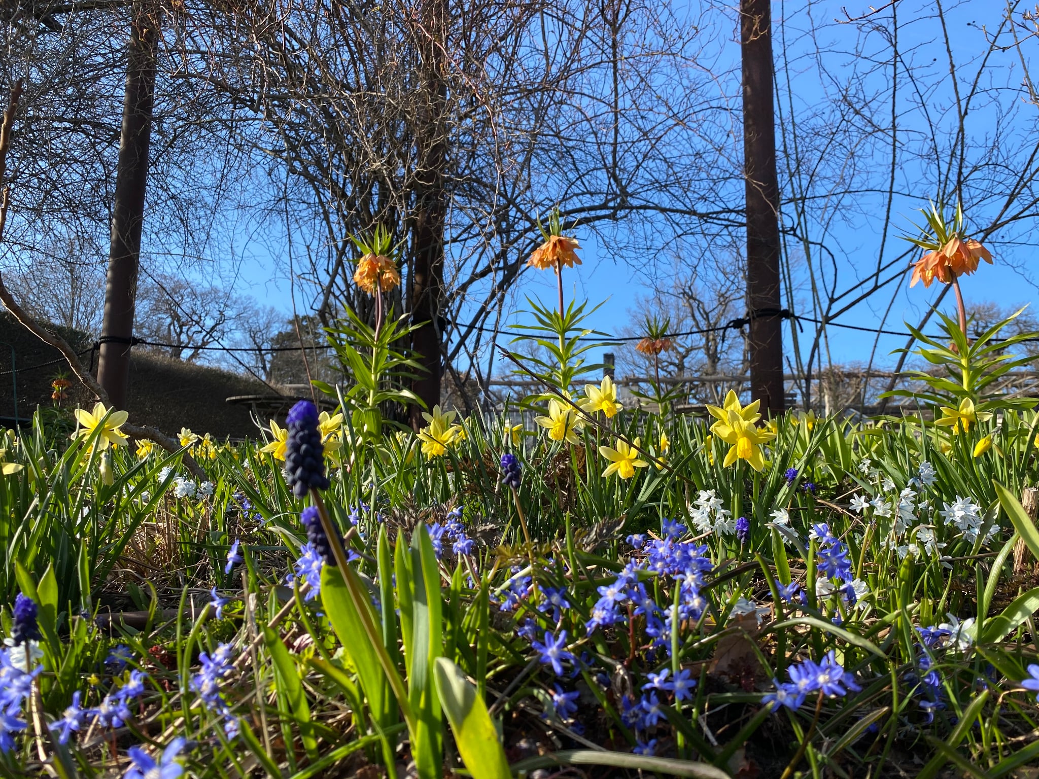 Vårlök i Pergolarabatten Rosendals Trädgård