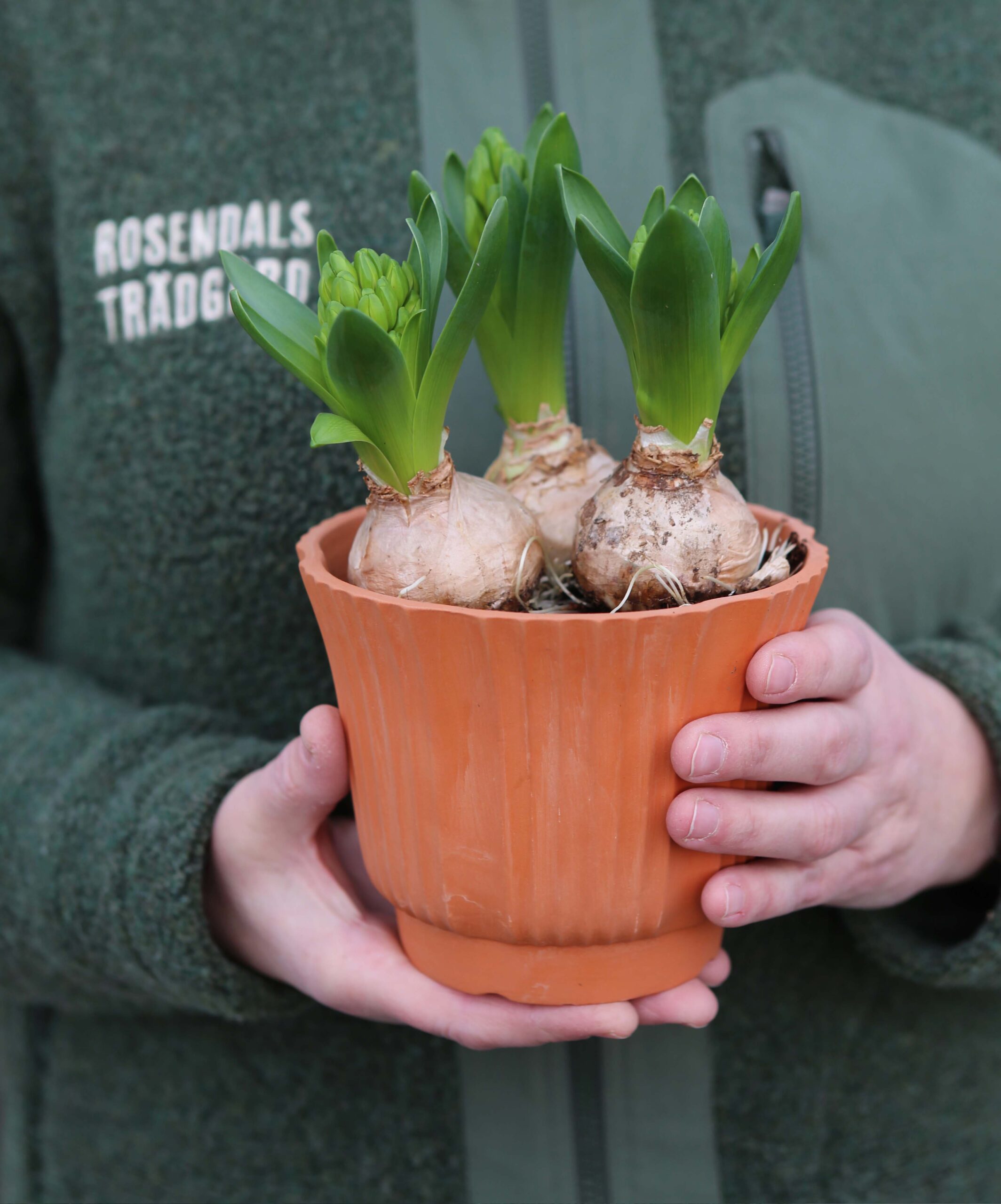 Klassiska lerkrukor från Nittsjö Keramik | Rosendals Trädgård