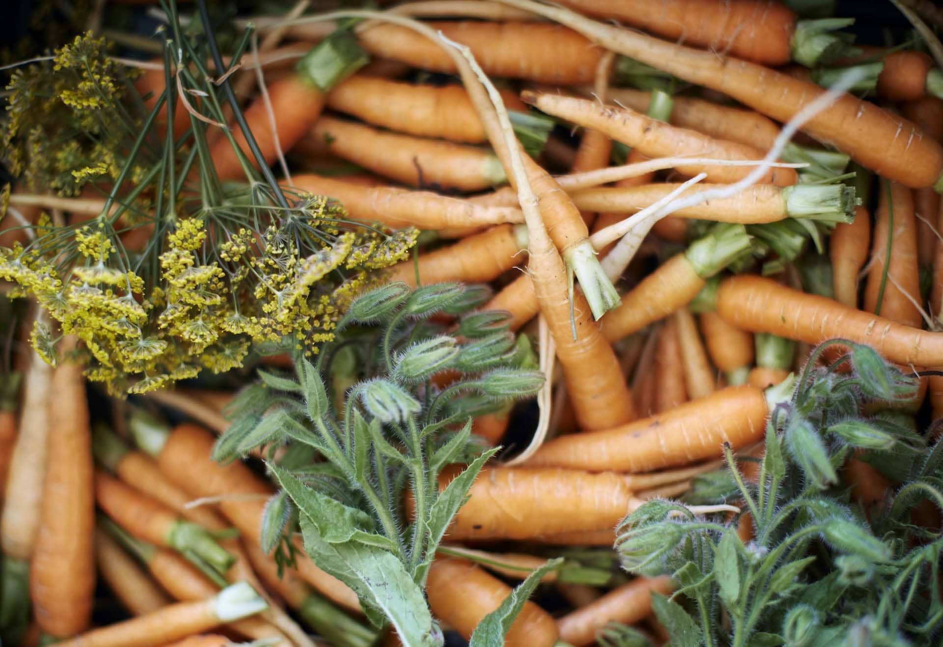 Kurs: Odla dina egna grönsaker | Rosendals Trädgård