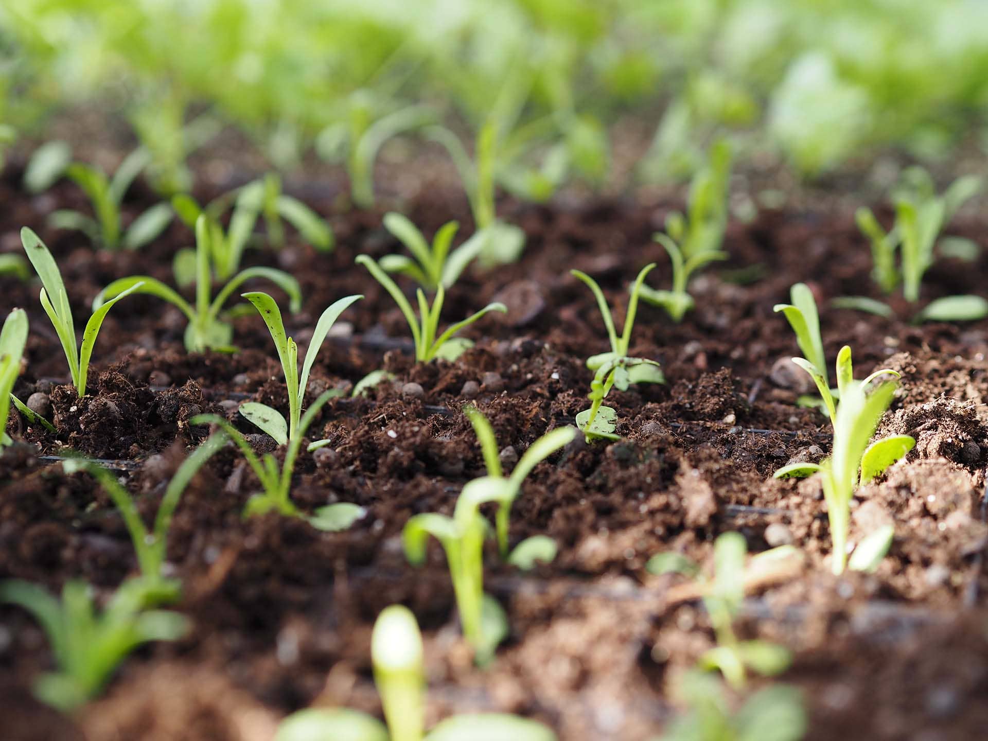 Kurs: Odla dina egna grönsaker | Rosendals Trädgård