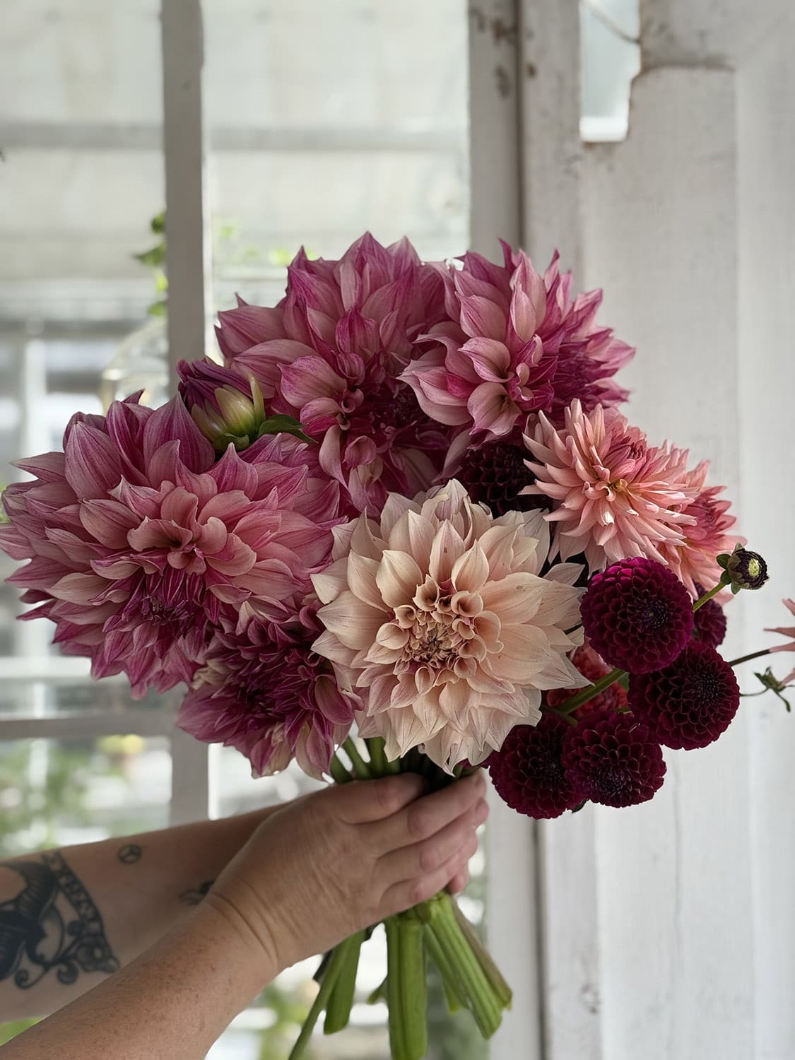 Dahliatider i Plantboden | Rosendals Trädgård