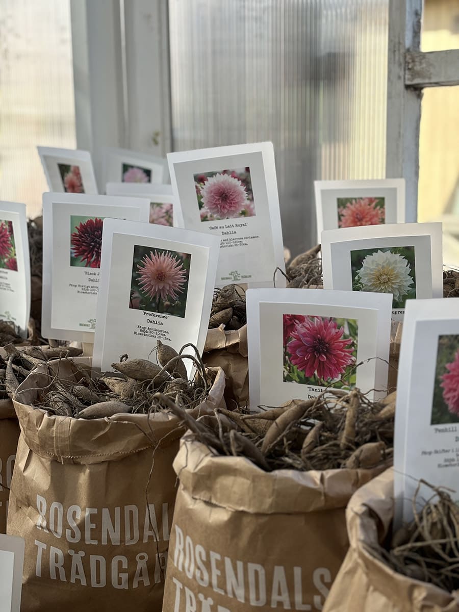 Stort urval av dahlior i Plantboden på Rosendals Trädgård