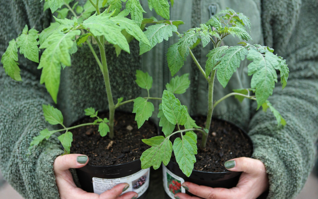 Plantfest 22-24 MAJ