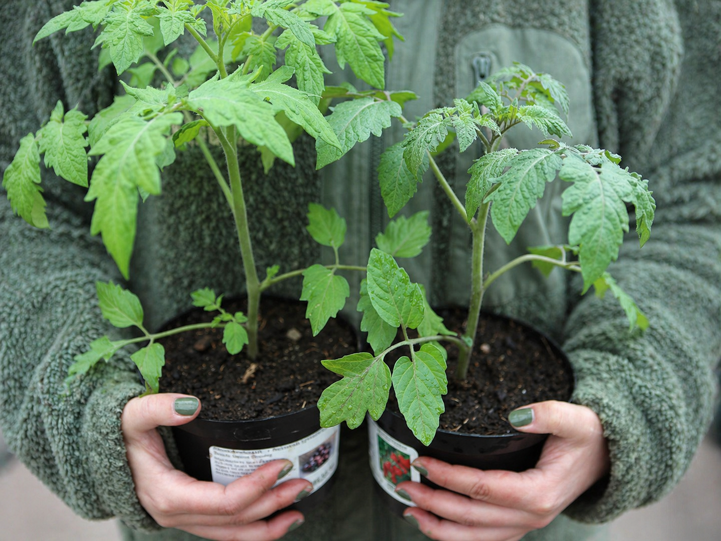 Plantfest på Rosendals Trädgård
