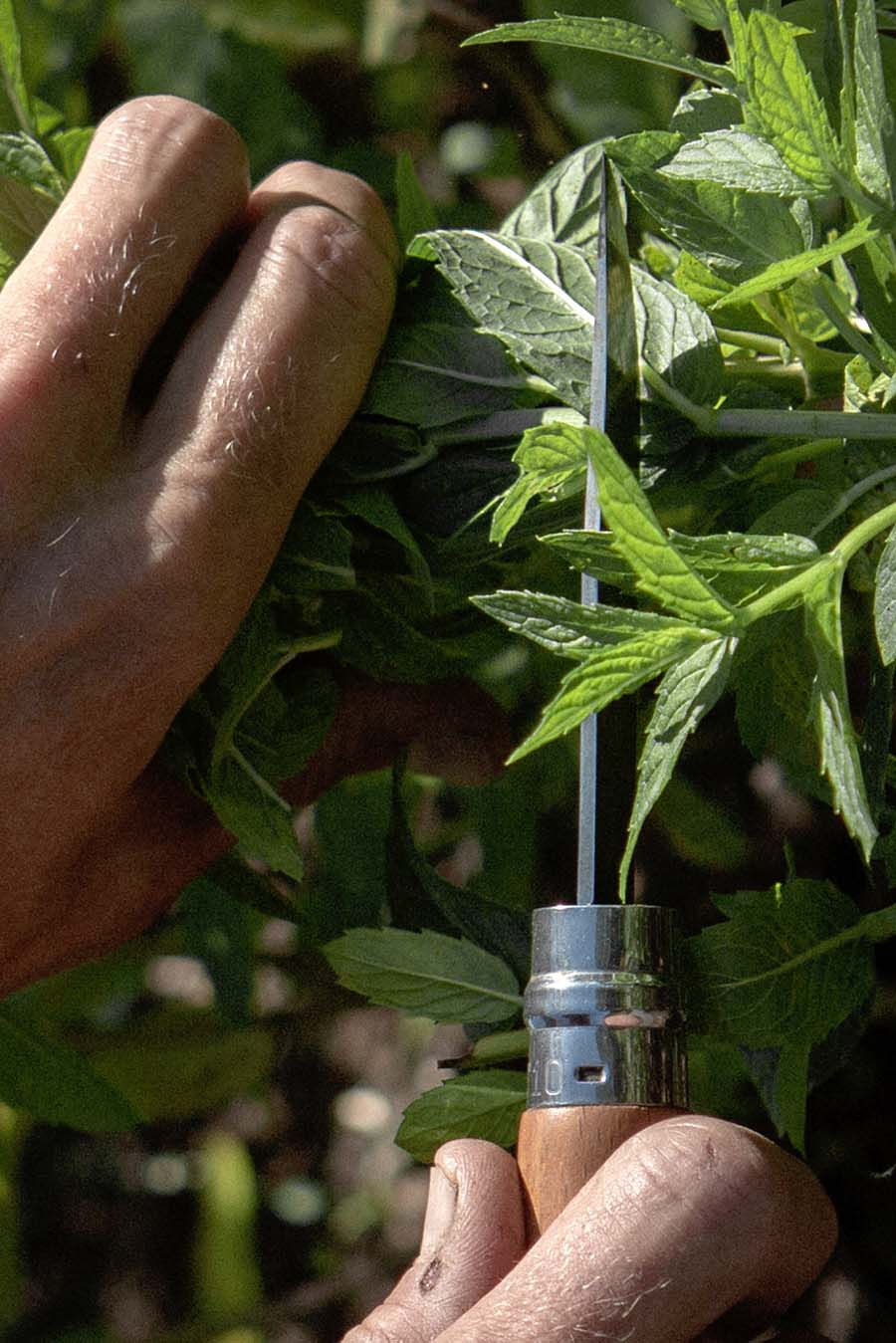 Skörd av mynta  |  Rosendals Trädgård