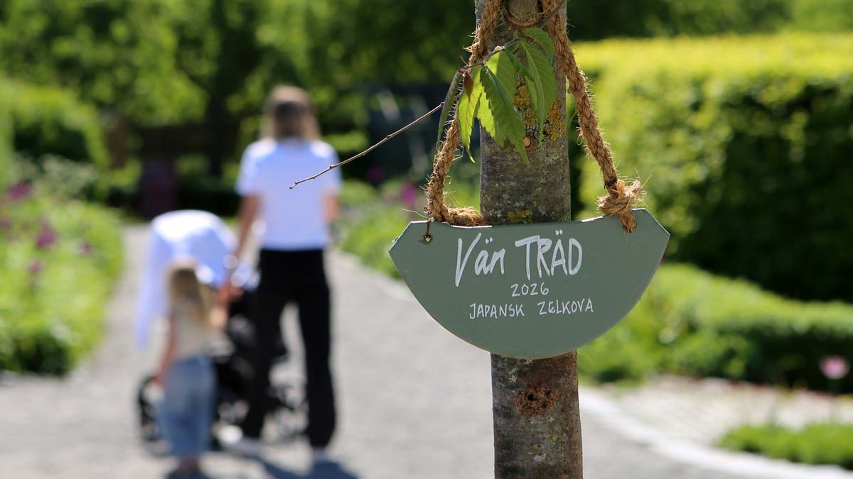Rosendals vårdträd – Vänträdet