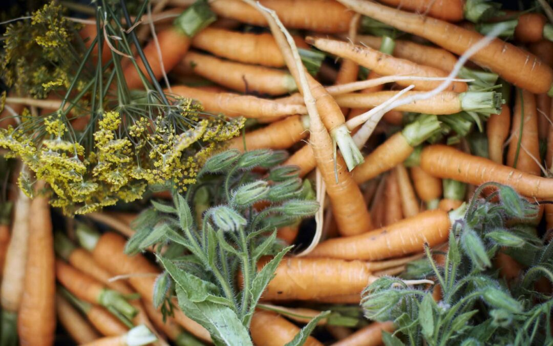 Kurs: Odla dina egna grönsaker