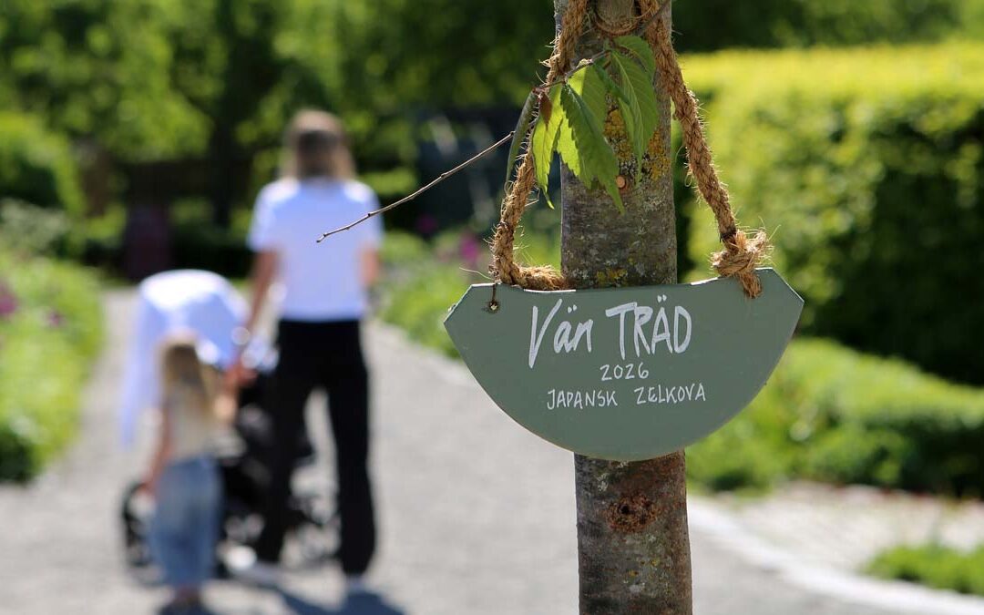 Vänträdet – Rosendals första vårdträd